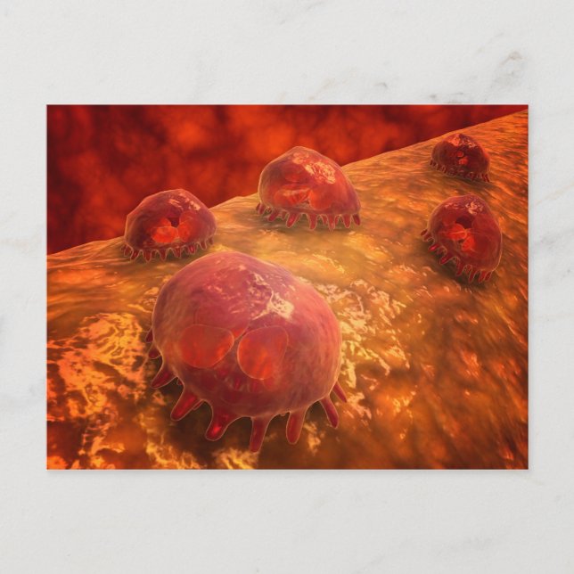 Microscopic View Of Phagocytic Macrophages 1 Postcard (Front)