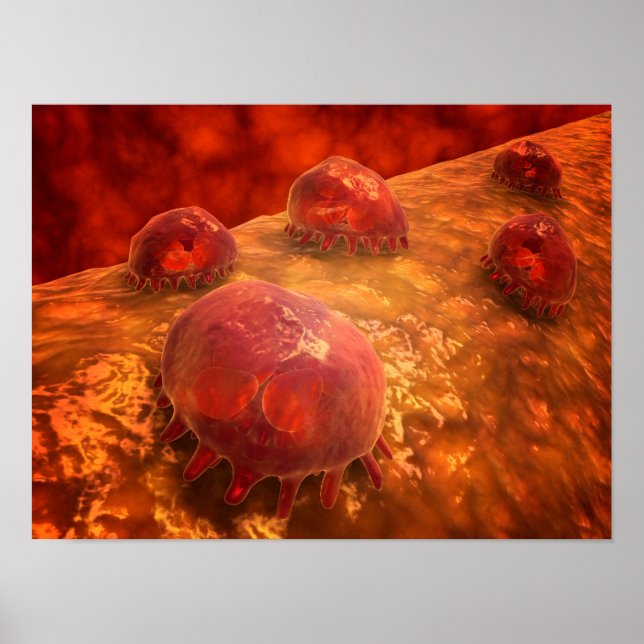 Microscopic View Of Phagocytic Macrophages 1 Poster (Front)