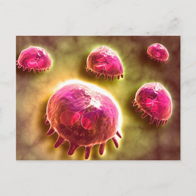 Microscopic View Of Phagocytic Macrophages 2 Postcard (Front)