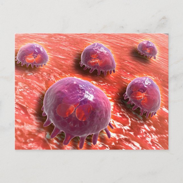 Microscopic View Of Phagocytic Macrophages 3 Postcard (Front)