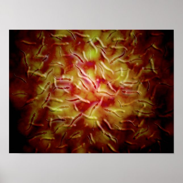 Microscopic View Of Sperm Poster (Front)