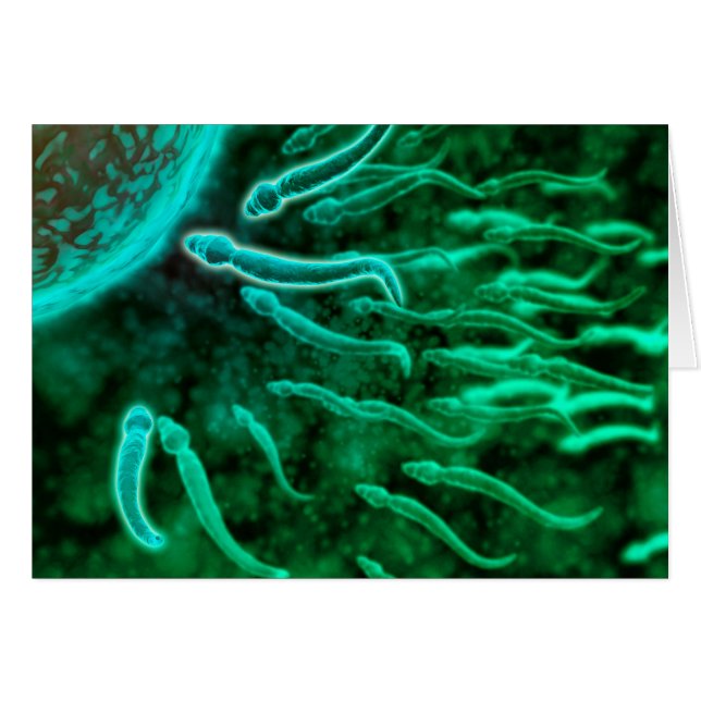 Microscopic View Of Sperm Swimming Towards Egg 3 (Front Horizontal)