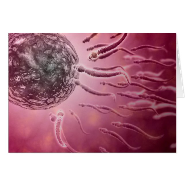 Microscopic View Of Sperm Swimming Towards Egg 4 (Front Horizontal)