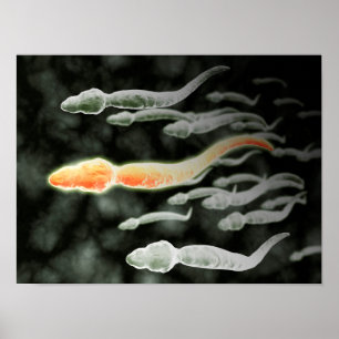 Microscopic View Of Sperm Travelling Poster
