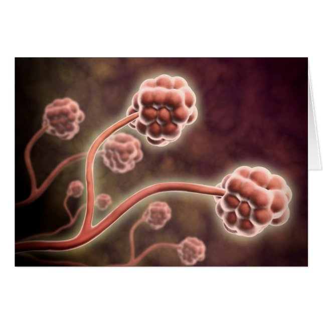 Microscopic View Of Stachybotrys Chartarum (Front Horizontal)