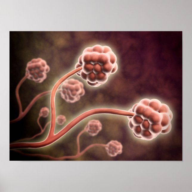 Microscopic View Of Stachybotrys Chartarum Poster (Front)