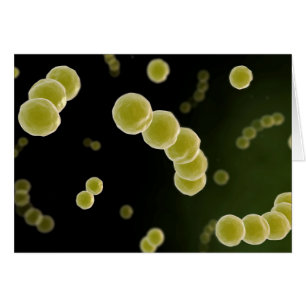 Microscopic View Of Streptococcus 1