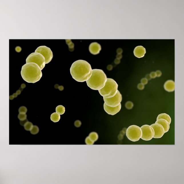 Microscopic View Of Streptococcus 1 Poster (Front)