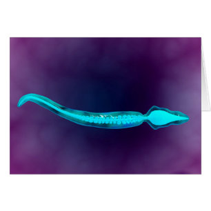 Microscopic View Showing Bone Structure Of Sperm