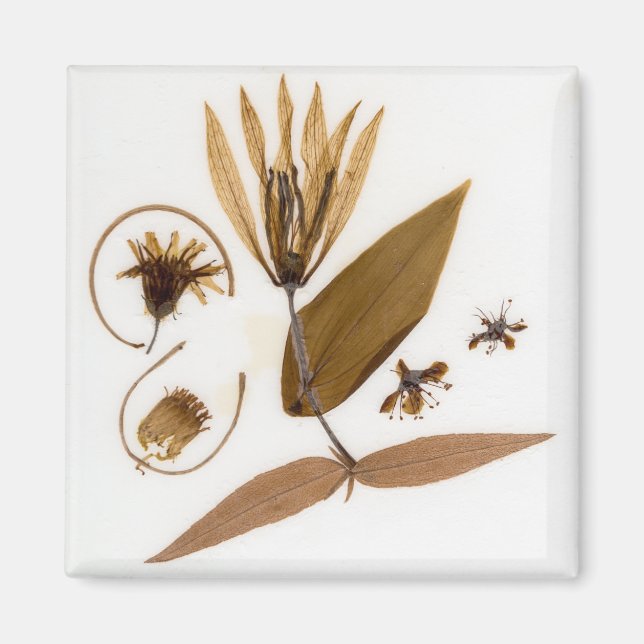 Mid-Century Modern Pressed Dried Flowers Magnet (Front)