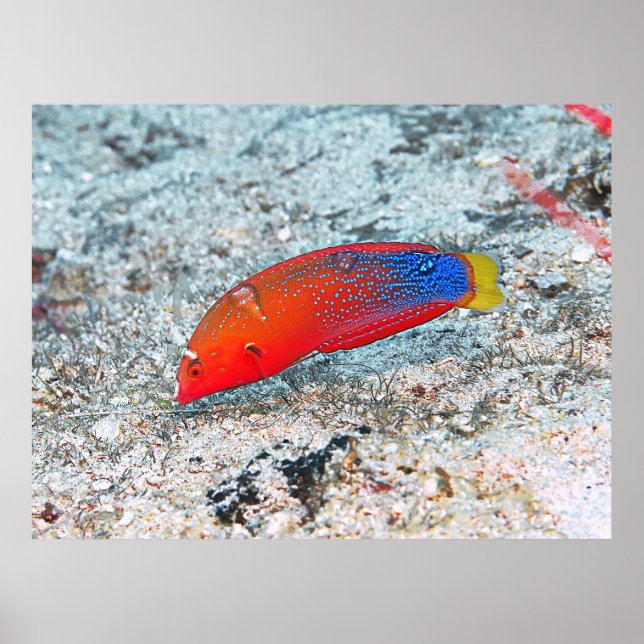 Mid Transition Poster (Front)