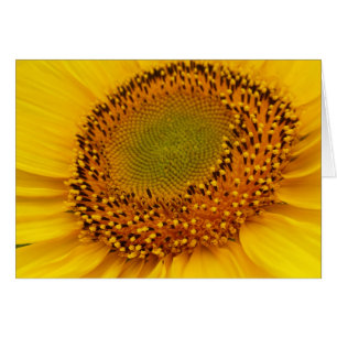 middle of sunflower