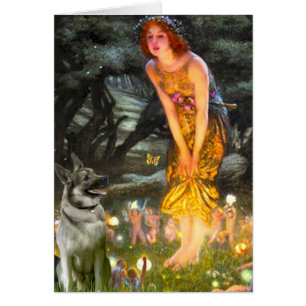 MidEve - Norwegian Elkhound