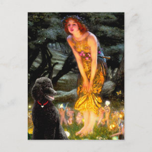 MidEve-Standard Black Poodle (T) Postcard