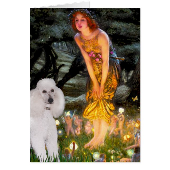 MidEve - White Standard Poodle (Front)