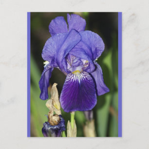 Midinight Iris Floral Postcard