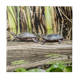 Midland Painted Turtles Ceramic Photo Tile