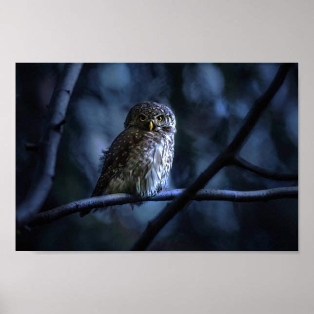 Midnight Blue Owl Poster (Front)