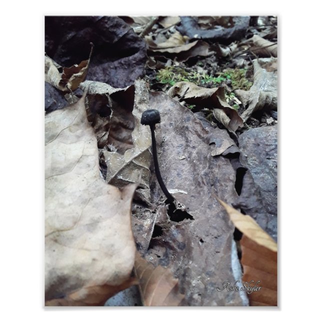 Midnight Cap Photo Print (Front)