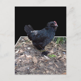 "Midnight Feathers: A Black Chicken in Popout Art" Postcard