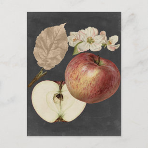 Midnight Harvest II Postcard