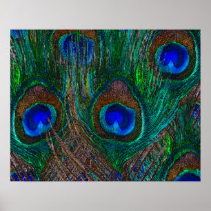 Midnight Peacock Feathers Etching Style Decor