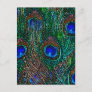 Midnight Peacock Feathers Etching Style Decor Postcard