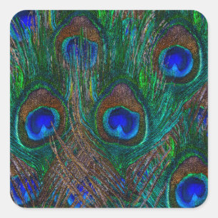 Midnight Peacock Feathers Etching Style Decor Square Sticker