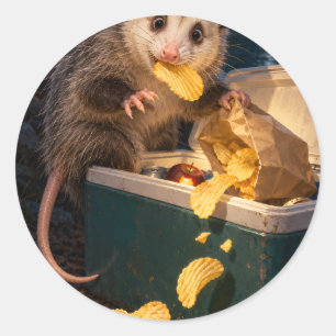 Midnight Snack Inspection Opossum Sticker