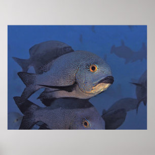 Midnight Snapper Poster