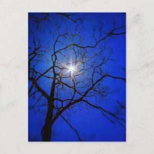Midnight Sun Postcard