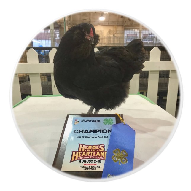 Midnight the Ameraucana champion chicken knob pull (Front)