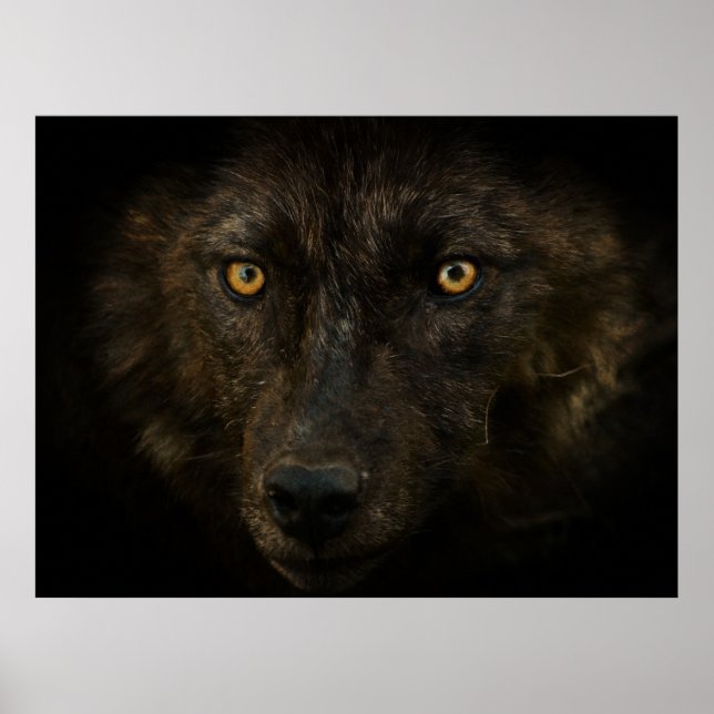 Midnights Gaze - Black Wolf Wild Animal Wildlife Poster (Front)