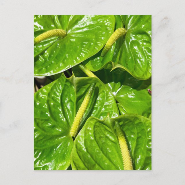 Midori Anthuriums Postcard (Front)