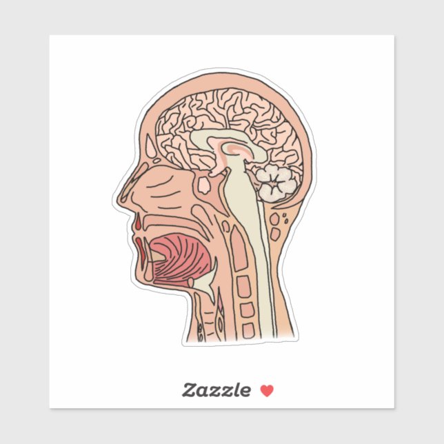 Midsagittal Brain Cross Section (Sheet)