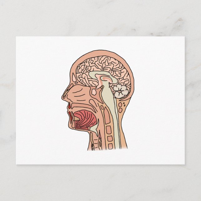 Midsagittal Brain Cross Section Postcard (Front)