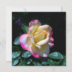 Midsummer Garden Rose Card