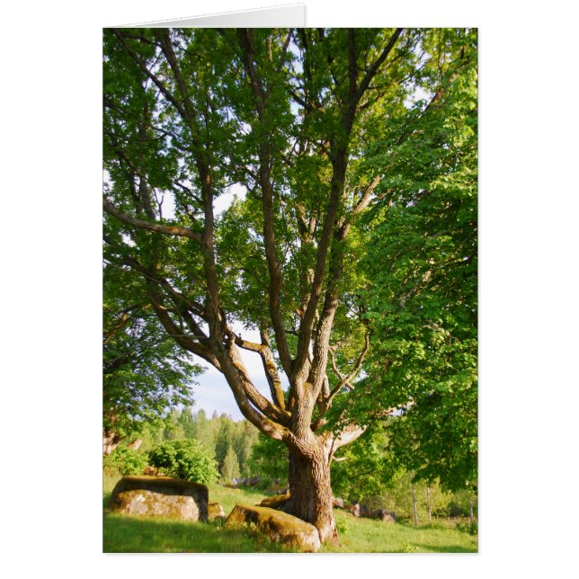 Midsummer Light Småland (Front)