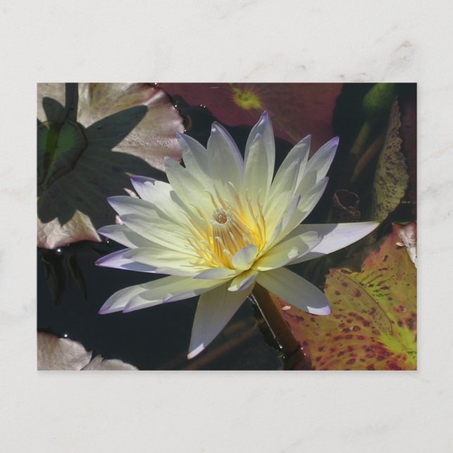 Midsummer Water Lily Announcement Postcard (Front)