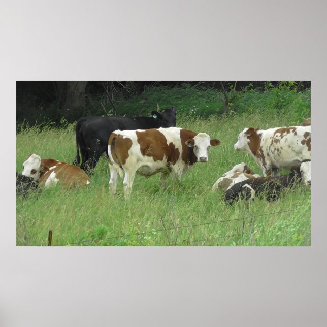 Midwest Cows Grazing in the Fields Poster (Front)