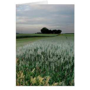 Midwest Farmland Wheat Field