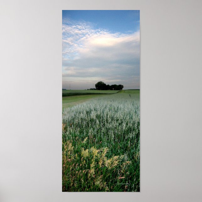 Midwest Farmland Wheat Field Poster (Front)