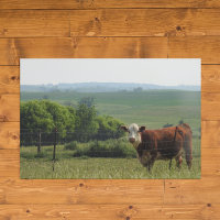 Midwest Photography | Beautiful Cow and Scenery