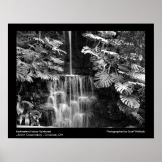Midwestern Rainforest Poster