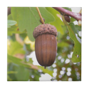 Mighty Acorn in an Oak Tree Ceramic Tile