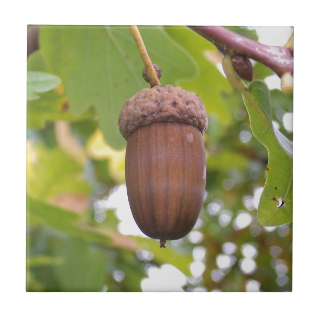 Mighty Acorn in an Oak Tree Ceramic Tile (Front)