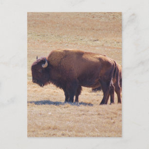 Mighty buffalo roaming the Oklahoma plains Postcard