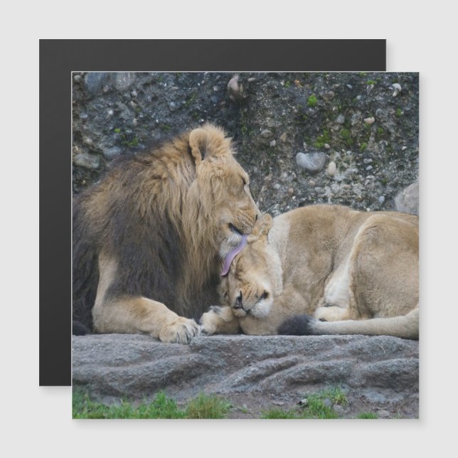 Mighty Lion Love (Front/Back)