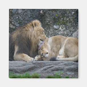 Mighty Lion Love Magnet
