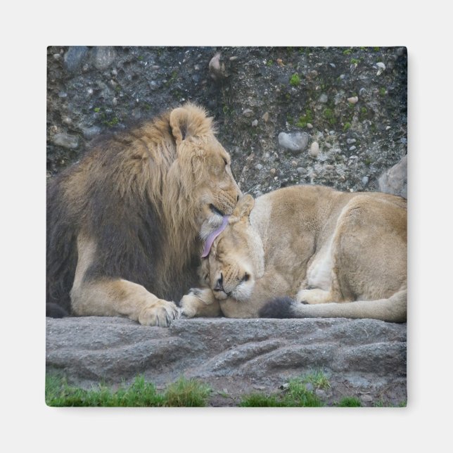 Mighty Lion Love Magnet (Front)